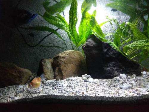 my 3 tanks