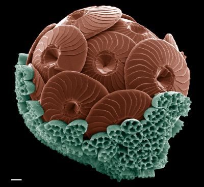 Science Visualized • Behold The Coccolithophore In Its Coccosphere...