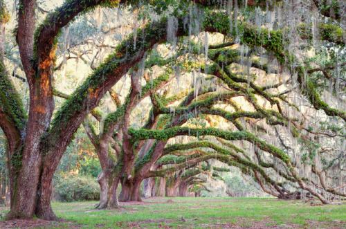 hueandeyephotography:Avenue of Oaks, near Charleston, SC© Doug...