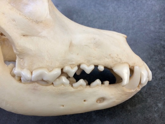 Funny Siberian Husky Teeth