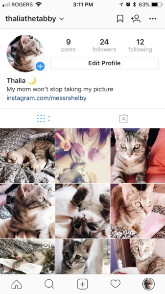  - how to get my cat followers on instagram