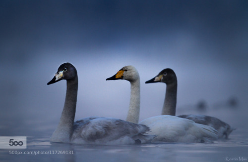 animal-photographies:Swan trio