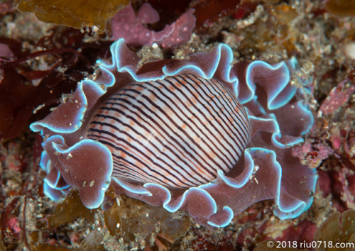 ミスガイHydatina physis (Linnaeus, 1758)