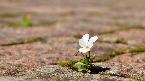 10knotes:nothing says hope quite like flowers growing through...