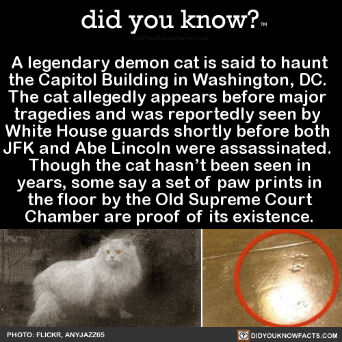 a-legendary-demon-cat-is-said-to-haunt-the