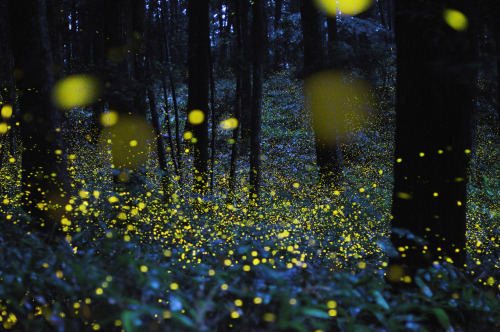 landscape-photo-graphy:Gold Fireflies Dance Through Japanese...