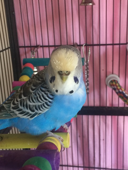 Caring For My Budgies And Cockatiel