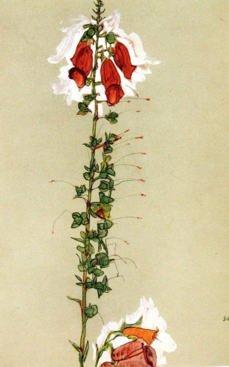 bofransson:Foxglove, 1910 Egon Schiele