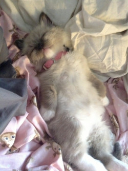 sugarwonderland: