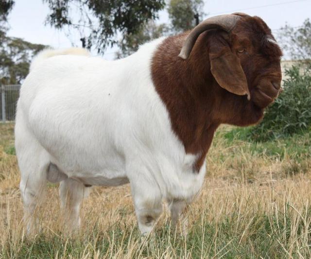 goat sounds name