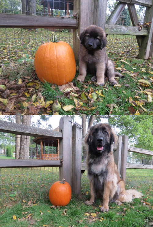 cute-pet-animals-aww:One year really makes a difference :)