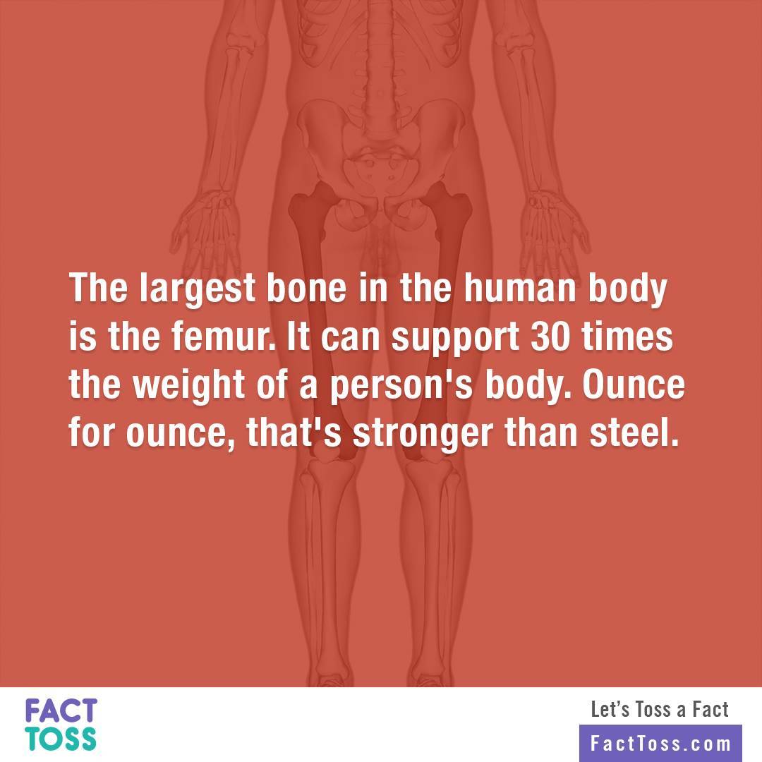 The largest bone in the human body is the femur....| Random Fact Toss