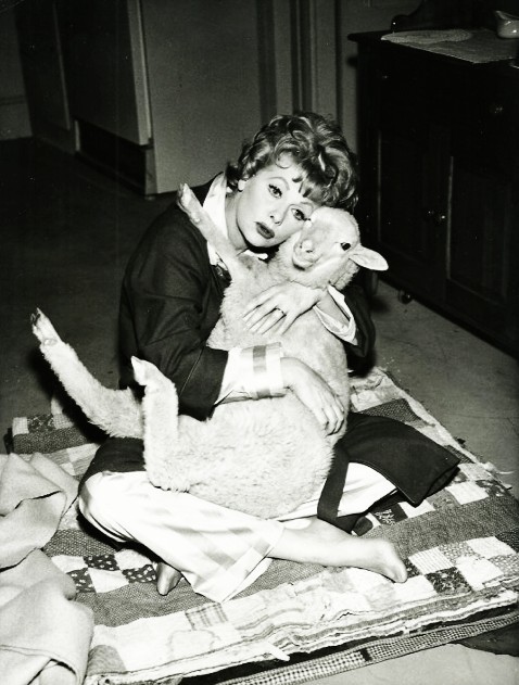 Lucille Ball Porn - WeirdVintage â€” Lucille Ball with sheep (via This is Not Porn)