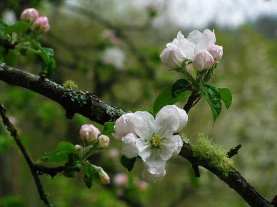 Gravenstein Apple Blossoms in the Rain