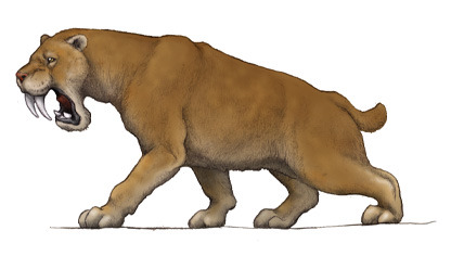 The saber tooth, Smilodon (1841) Phylum : Chordata... - The Evolution ...