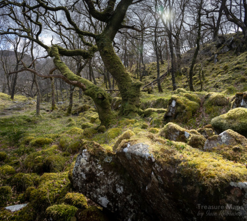 thefierybiscuit:Sun Tree