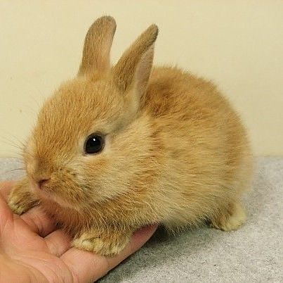 adorable-bunnies:❤️