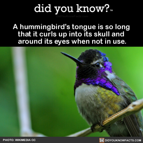 a-hummingbirds-tongue-is-so-long-that-it-curls-up