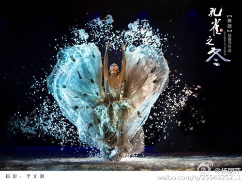 yang liping 杨丽萍 孔雀舞 peacock dance chinese dance chinese culture 傣族 dai culture
