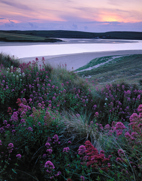 StudioView - Betjeman’s Valerian by Tim Parkin Padstow,...