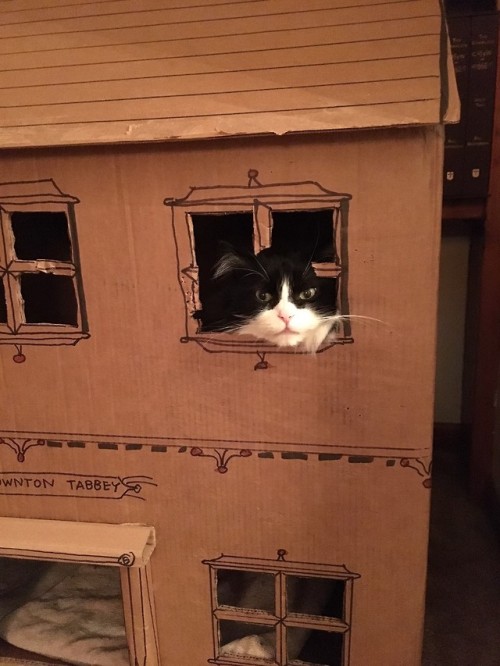 pizza-kity:ajax-daughter-of-telamon:My dad made the cats a...