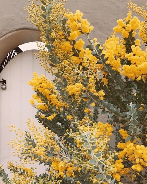 yellow aesthetic yellow flowers sunflower sunflowers moodboard hipster yellow yellow hufflepuff bee aesthetic save the bees summer spring my post
