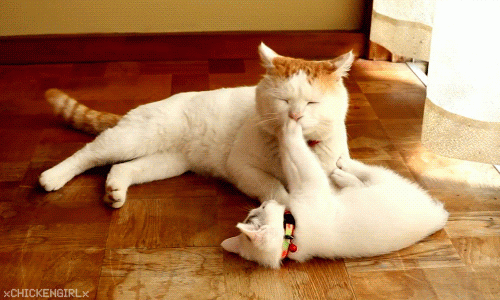 cuteandadorable: