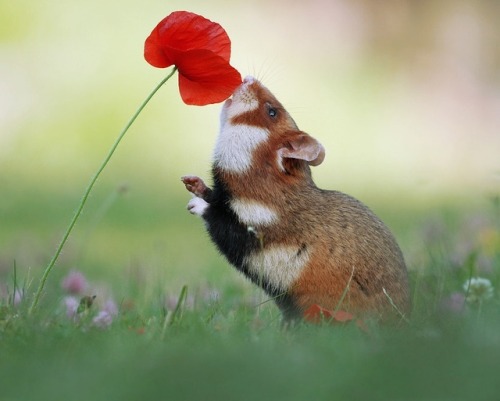 beautiful-wildlife:Hamster with Poppy by © Julian Rad