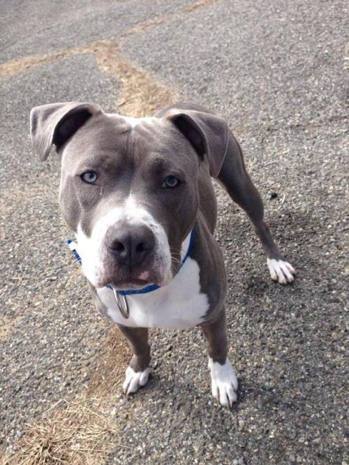 pitbullhut:Photo by KahTea on Reddit. | Trendy Dog...