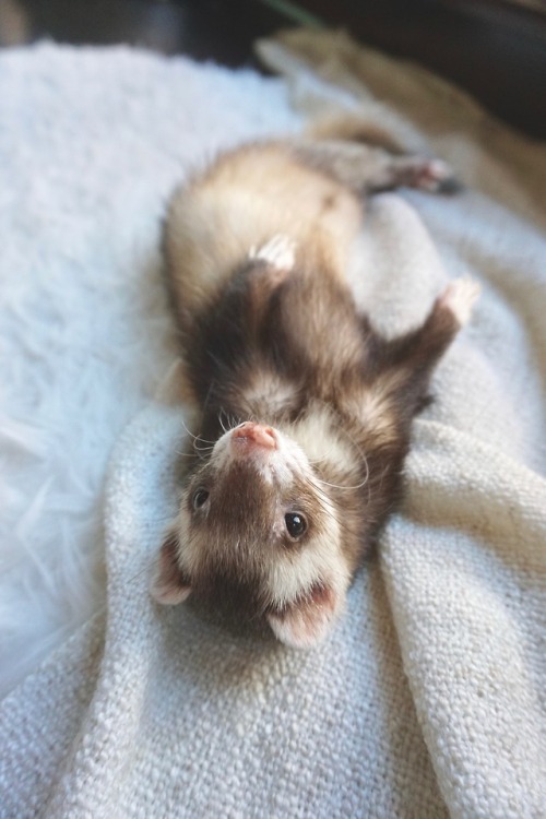 the-book-ferret:Little Mitten Paws