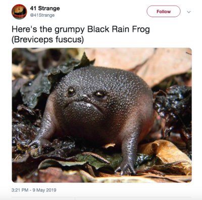 Black Rain Frog Tumblr