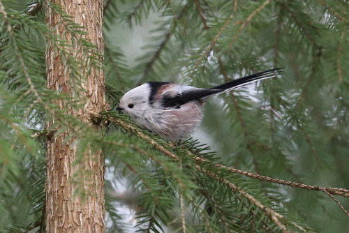 michaelnordeman:Long-tailed tit/stjärtmes.