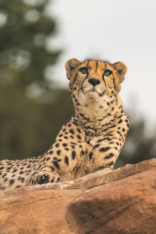 souhailbog:Cheetah Series II By Colin Langford