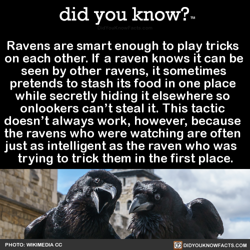 did-you-kno:Ravens are smart enough to play tricks on each...