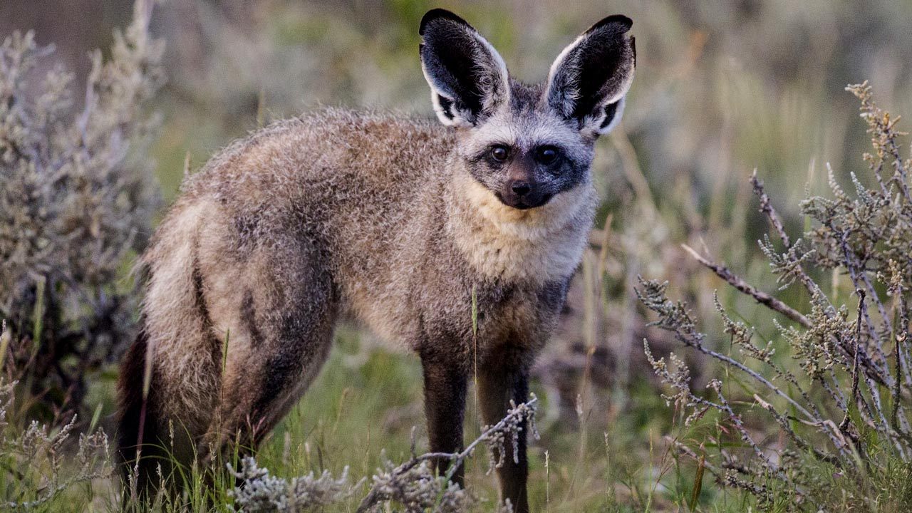 bat eared fox plush