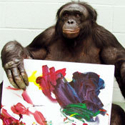 Humano, demasiado humano.
El bonobo de la foto se llama Zanzi. Y es el artista que ha expuesto recientemente en Des Moines, Iowa. El cuadro que sostiene fue vendido en Octubre pasado por 1500 dólares.
La exposición ha sido promovida por una...