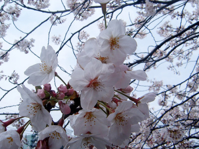 Ubutane y el cerezo sagrado.
“Todos sabemos que en las flores de los cerezos, especialmente los de la hermosa variedad Yoshino, que crece en las zonas montañosas de Japón, se mezcla delicadamente el color rosa y el color blanco. Pero no siempre fue...