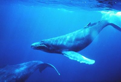 Gatos, boquerones y ballenas.
Algún fenómeno desconocido viene causando últimamente gran mortalidad entre las ballenas y otros mamíferos marinos. En todos los mares. Ahora parece que se ha encontrado la explicación. Los culpables son los gatos...