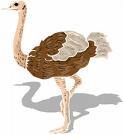El mito del avestruz.
Las avestruces no entierran jamás su cabeza en la arena. Por qué habrían de hacerlo… Esto es una fantasía que dijo hace veinte siglos Plinio el Viejo, quizá al observar la forma en que estas aves inclinaban la cabeza para...