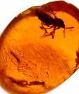 Ambar.
El ambar natural es más valioso cuando tiene restos de insectos en su interior. Debe ser la única cosa en el mundo que es más apreciada cuando tiene moscas.
