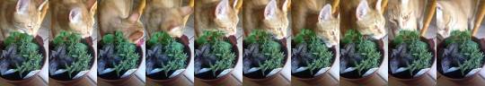 I planted some cat nip for mango in my herb