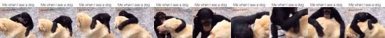 XXX animalrates:  This monkey almost loves dogs photo
