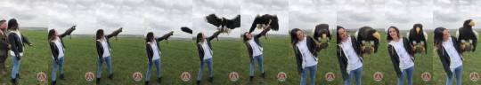 saltydorkling: wolfdiesel:  sixpenceee:   Wait for her to come!  This massive bird is a Stellars Sea eagle. They live in Alaska, Northwestern Canada, and Japan and are the largest eagles in the world.   (Source)   The size of this bird is incredible!