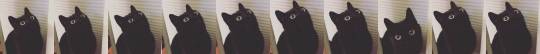 catsofinstagram:  ‪From @boots_and_bear: adult photos