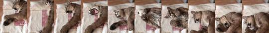 thenatsdorf:  Puma has an adorable, surprising meow. (via l_am_puma)