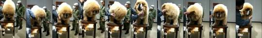 cloudfreed:  candiikismet:  emma-velocirapity:  Big fucking boy!!!  What breed is this!!!  I LOVE HIM!   he’s a tibetan mastiff! also he’s blonde this big boy looks huge because, well, he is. but he’s also extremely FLUFFY. judging by the military