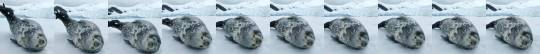 jumpingjacktrash:  earthstory:  earthunaltered Have you ever heard a weddell seal speak before?🐾    that’s the most electronic sounding noise i’ve ever heard a mammal make! 