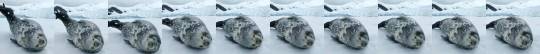 jumpingjacktrash: earthstory:  earthunaltered Have you ever heard a weddell seal speak before?🐾    that’s the most electronic sounding noise i’ve ever heard a mammal make! 