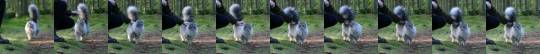 yurensohn:  catchymemes:  Norwegian forest cat.  Forest goddess…… 