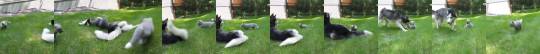 broccoli-goblin:  everythingfox:  Husky plays with a fox cubvia r/everythingfoxes  WHERES THE SOUND THIS IS TORTURE